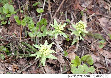 預示春天到來的野菜：款冬 95035139