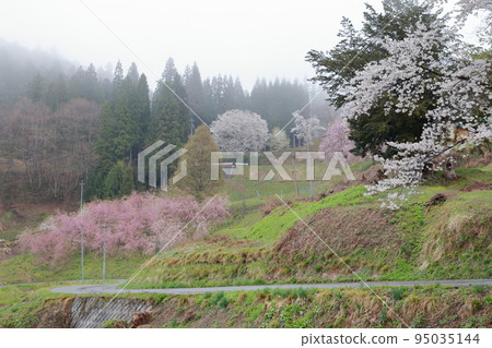 Mountain cherry blossoms in Satoyama (Nagano prefecture, Ogawa village, Bansho cherry blossom area) Mountain cherry blossoms in Satoyama (Nagano prefecture, Ogawa village, Bansho cherry blossom area) 95035144