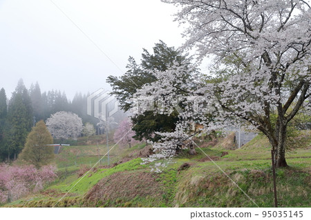 Mountain cherry blossoms in Satoyama (Nagano prefecture, Ogawa village, Bansho cherry blossom area) Mountain cherry blossoms in Satoyama (Nagano prefecture, Ogawa village, Bansho cherry blossom area) 95035145