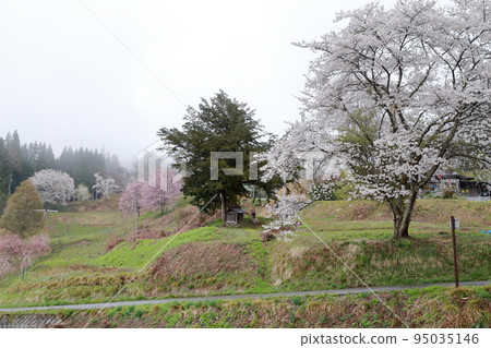 Mountain cherry blossoms in Satoyama (Nagano prefecture, Ogawa village, Bansho cherry blossom area) Mountain cherry blossoms in Satoyama (Nagano prefecture, Ogawa village, Bansho cherry blossom area) 95035146