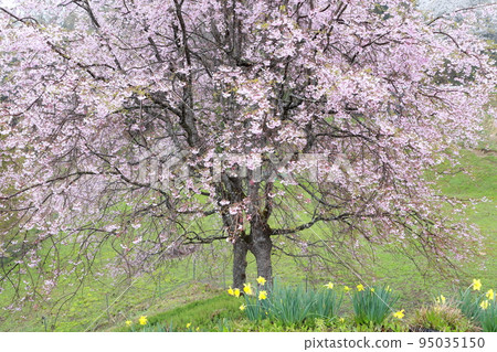 Mountain cherry blossoms in Satoyama (Nagano prefecture, Ogawa village, Bansho cherry blossom area) Mountain cherry blossoms in Satoyama (Nagano prefecture, Ogawa village, Bansho cherry blossom area) 95035150