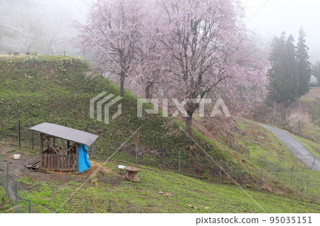 Goat hut and wild cherry blossoms, Narcissus (Ogawa Village, Kamiminochi District, Nagano Prefecture) Goat hut and wild cherry blossoms, Narcissus (Ogawa Village, Kamiminochi District, Nagano Prefecture) 95035151