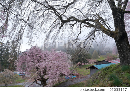 里山盛開的垂枝櫻花（長野縣小川村番所之櫻） 95035157
