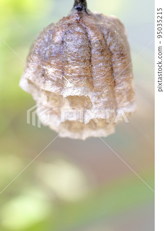 Beehive paper wasp Beehive paper wasp 95035215