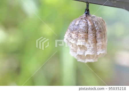 Beehive paper wasp Beehive paper wasp 95035218