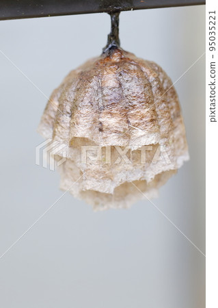 蜂巢紙黃蜂 95035221