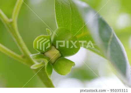 White, pretty flowers (persimmon tree) White, pretty flowers (persimmon tree) 95035311
