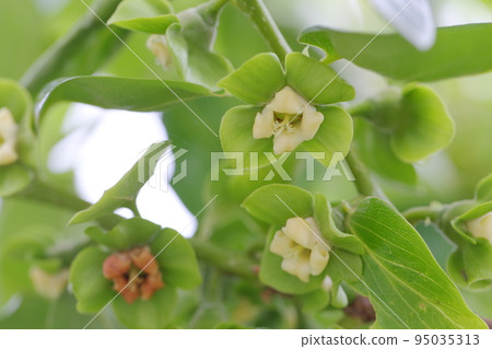 Cute white curled flower (persimmon tree) 95035313