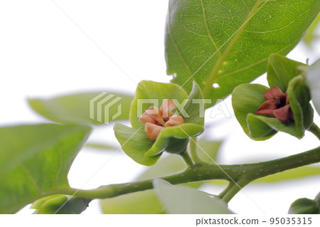 A cute flower that turns pink and curls (persimmon tree) 95035315