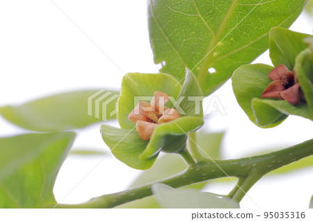 一朵變成粉紅色和捲曲的可愛花(柿子樹) 一朵變成粉紅色和捲曲的可愛花(柿子樹) 95035316