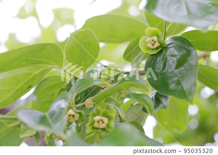 Cute white curled flower (persimmon tree) 95035320