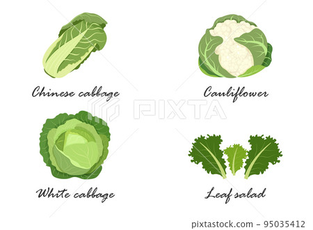 White cabbage, Peking cabbage, cauliflower, lettuce, the name of vegetable crops. White cabbage, Peking cabbage, cauliflower, lettuce, the name of vegetable crops. 95035412