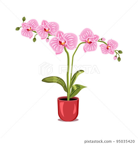 Illustration of a pink orchid in a flower pot isolated on white background. 95035420