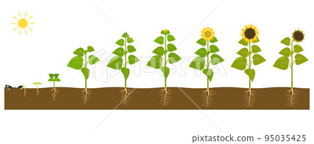 The process of growing a sunflower from seed to ripe plant. 95035425