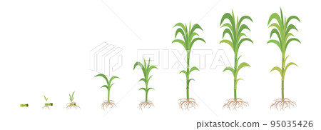 Crop growth phases of Sugarcane from planting to maturity. Crop growth phases of Sugarcane from planting to maturity. 95035426