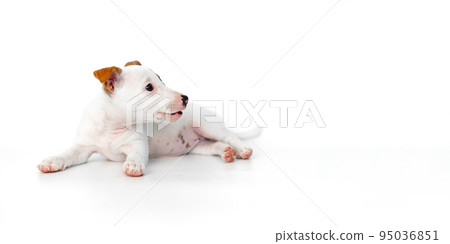 jack russell terrier puppy on a white background. banner. place for inscription jack russell terrier puppy on a white background. banner. place for inscription 95036851