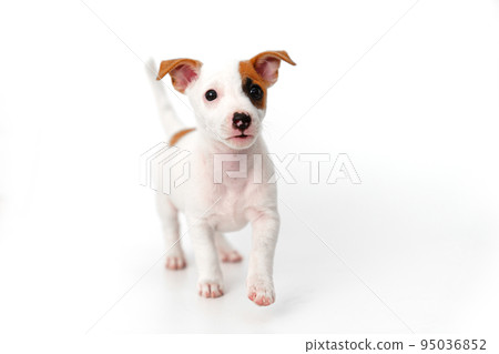 a jack russell terrier puppy on a white background 95036852