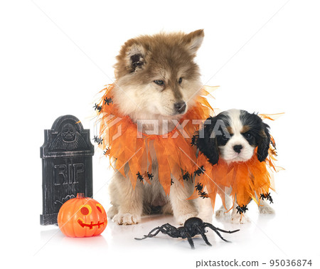 puppy Finnish Lapphund and cavalier king charles puppy Finnish Lapphund and cavalier king charles 95036874