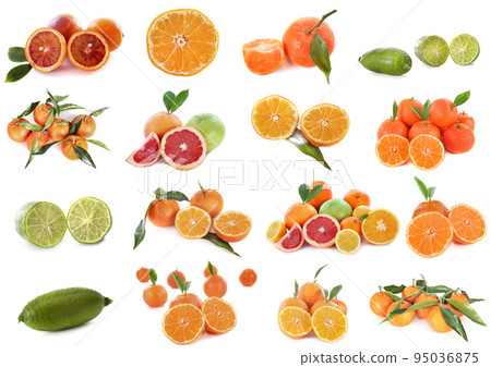 citrus fruits in studio citrus fruits in studio 95036875