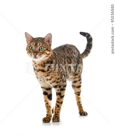 bengal cat in studio 95036880
