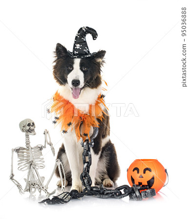 young Yakutian Laika 95036888