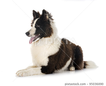 young Yakutian Laika 95036890