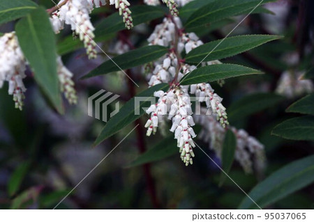 White flower blooms in a jar shape 95037065
