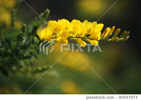 Cysticum 掃帚的黃色花朵開始開花 Cysticum 掃帚的黃色花朵開始開花 95037073