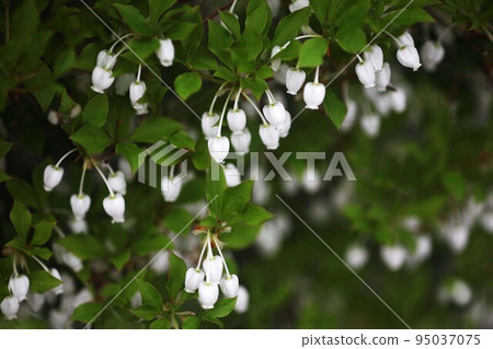 Enkianthus perulatus white pot-shaped flowers 95037075