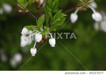 Enkianthus perulatus 白色盆狀花 95037077