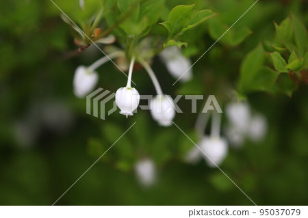 Enkianthus perulatus white pot-shaped flowers 95037079