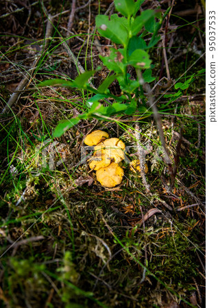 Close up of fresh golden chanterelles in moss wood dirt in forest vegetation. Group of yellow cap edible mushrooms growing among trees in Sweden. Nature scenery of autumn ground, outdoor nature Close up of fresh golden chanterelles in moss wood dirt in forest vegetation. Group of yellow cap edible mushrooms growing among trees in Sweden. Nature scenery of autumn ground, outdoor nature 95037533