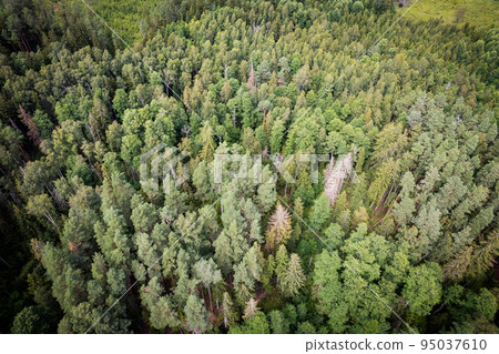 Drone aerial shot of green pine forests and spring birch groves with beautiful texture of golden treetops. Sunrise in springtime. Sun rays breaking through trees in mountains in golden time Drone aerial shot of green pine forests and spring birch groves with beautiful texture of golden treetops. Sunrise in springtime. Sun rays breaking through trees in mountains in golden time 95037610
