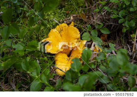 Close up of fresh golden chanterelles in moss wood dirt in forest vegetation. Group of yellow cap edible mushrooms growing among trees in Sweden. Nature scenery of autumn ground, outdoor nature 95037692