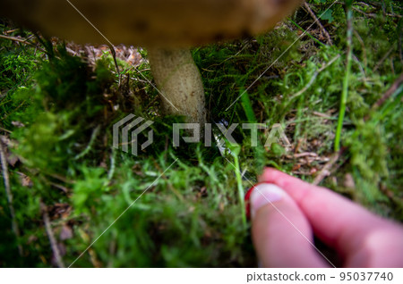 Hand holding two aspen boletus mushrooms in autumn forest Hand holding two aspen boletus mushrooms in autumn forest 95037740