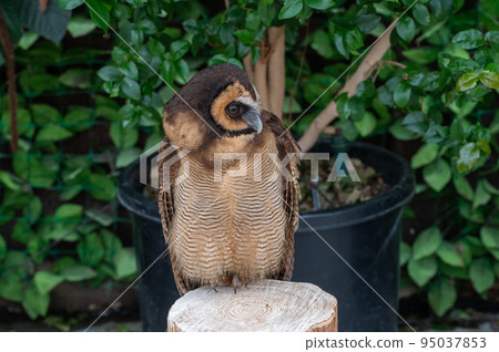 森林鼠尾草貓頭鷹 森林鼠尾草貓頭鷹 95037853