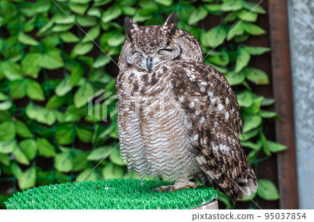 森林鼠尾草貓頭鷹 95037854