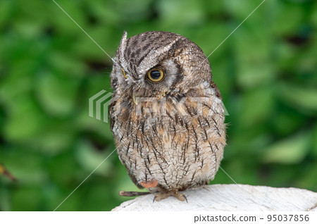 Forest Sage Owl 95037856