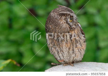 Forest Sage Owl 95037858