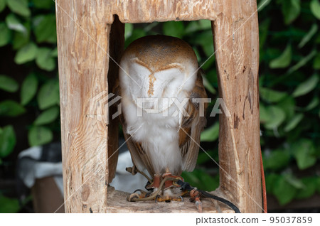 Forest Sage Owl Forest Sage Owl 95037859