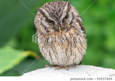 Forest Sage Owl Forest Sage Owl 95037864