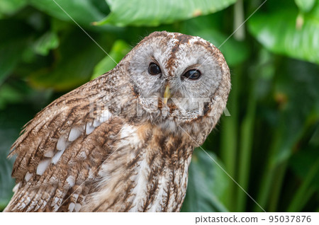 Forest Sage Owl 95037876