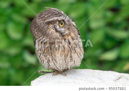 Forest Sage Owl 95037881