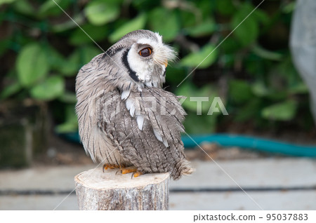 Forest Sage Owl 95037883