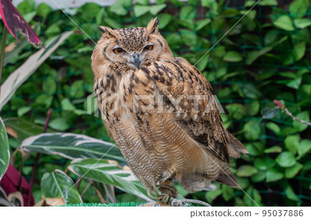 Forest Sage Owl Forest Sage Owl 95037886