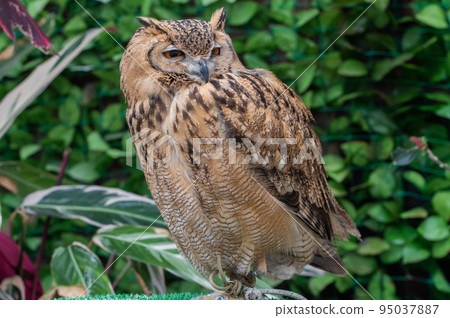 Forest Sage Owl Forest Sage Owl 95037887