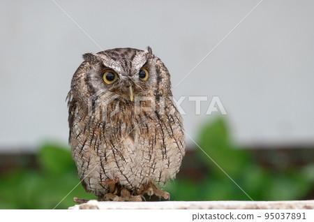 森林鼠尾草貓頭鷹 95037891