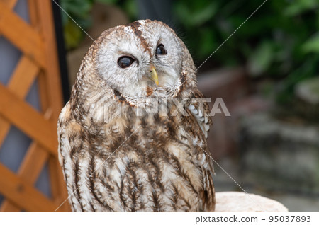 森林鼠尾草貓頭鷹 95037893