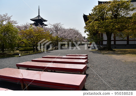 日本京都府京都市，春天的東寺，盛開的櫻花和被指定為國寶的五層寶塔，茶館內的紅色長椅 95038028