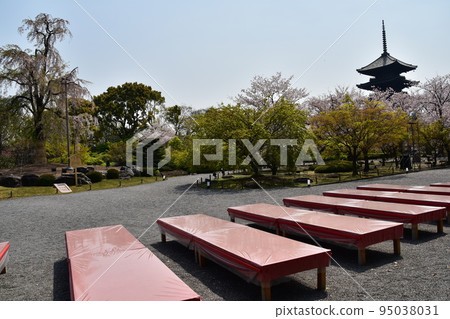 日本京都府京都市,春天的東寺,盛開的櫻花和被指定為國寶的五層寶塔,茶館內的紅色長椅 日本京都府京都市,春天的東寺,盛開的櫻花和被指定為國寶的五層寶塔,茶館內的紅色長椅 95038031